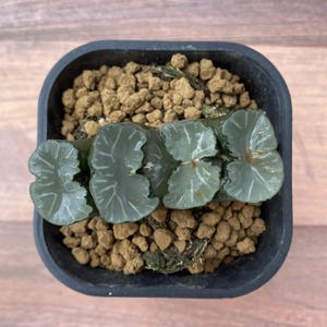 3" Haworthia Truncata var. 'Third Wheel', Colorful Live Plant, Rare Succulent