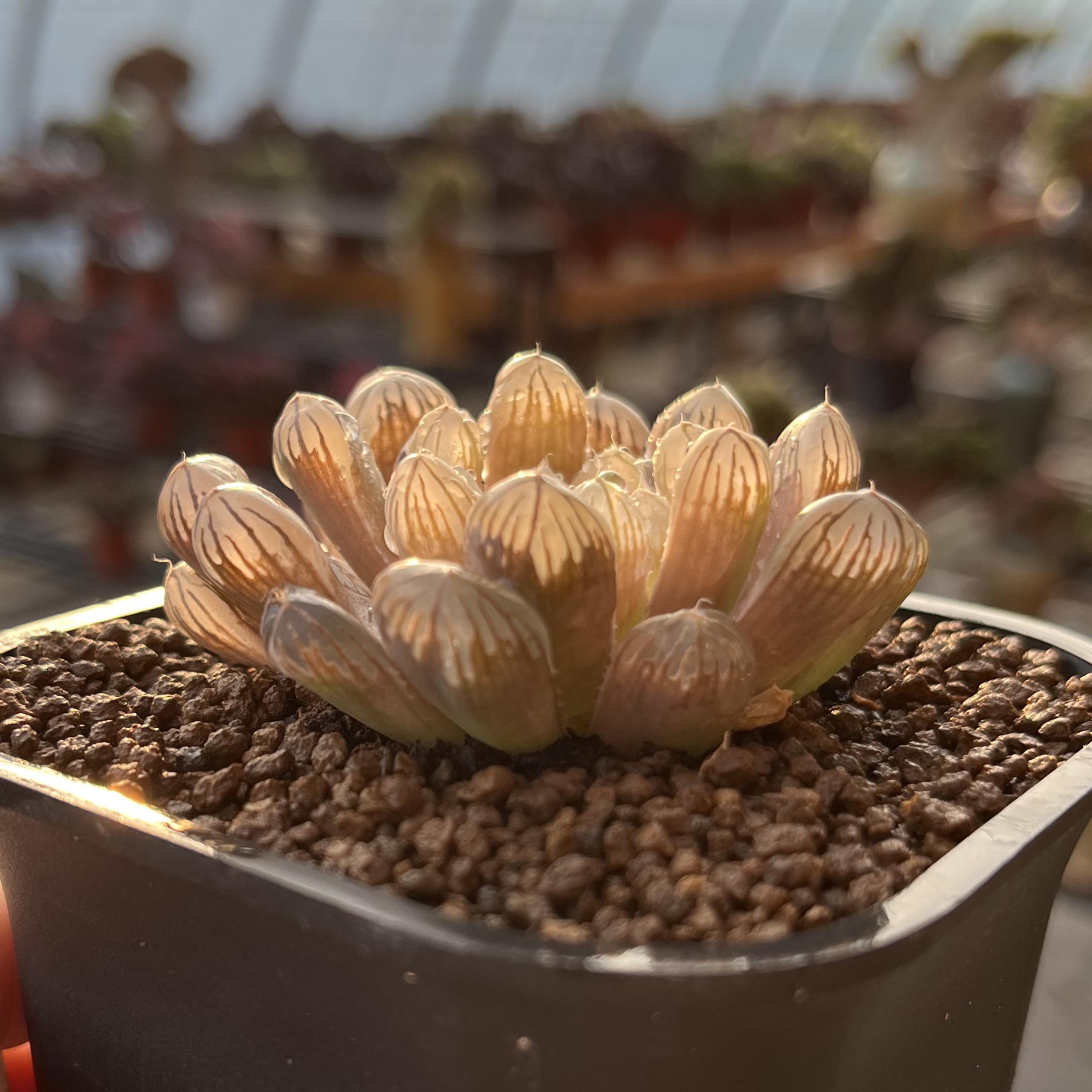 2" Haworthia Cooperi Var. 'amber', Rare Succulent Plants - Etsy