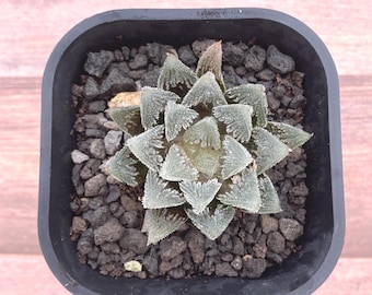 アウストロカクタス 17種類セット+実生ちび苗 アウストロカクタス 17