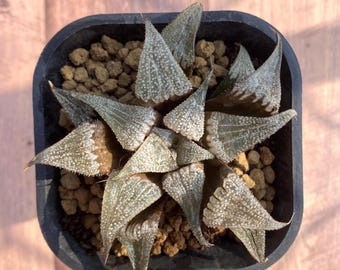 3" Haworthia Mirabilis var. Badia, Colorful Live Plant, Rare Succulent