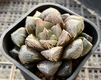 3" Haworthia Obtusa var. Gigantea, Rare Succulent Plants