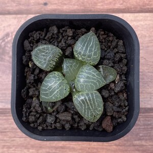 2.2&quot; Haworthia Emelyae var. Competoniana, Colorful Live Plant, Rare Succulent