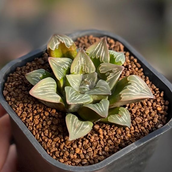 返信】多肉植物 ハオルチア ハオルチア（多肉植物）急成長｜くろすけ