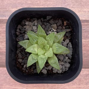 2&quot; Haworthia Turgida, Rare Succulent Plants