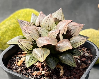 5,5 cm große Hawortia Magnifica v. Atrofusca, seltene Sukkulente Pflanzen