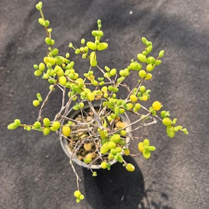 May include: A small potted plant with thin, woody, branching stems and numerous tiny, rounded, bright lime-green leaves. The plant is centered in a round container filled with light-colored soil, viewed from directly above against a dark surface.