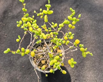 Varietà rara - Drosanthemum globosum 'Sugar Ball' da 2,5 pollici - Spedizione con vaso, pianta succulenta viva