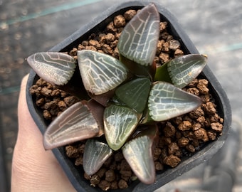 3.5" Haworthia Bayeri, Colorful Live Plant, Rare Succulent
