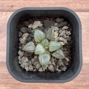 2&quot; Haworthia. Springbokvlakensis var. &#39;Green Tiger&#39;, Colorful Live Plant, Rare Succulent