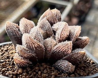 2.3" Haworthia Cooperi var. Tarantula, Rare Succulent  Plants