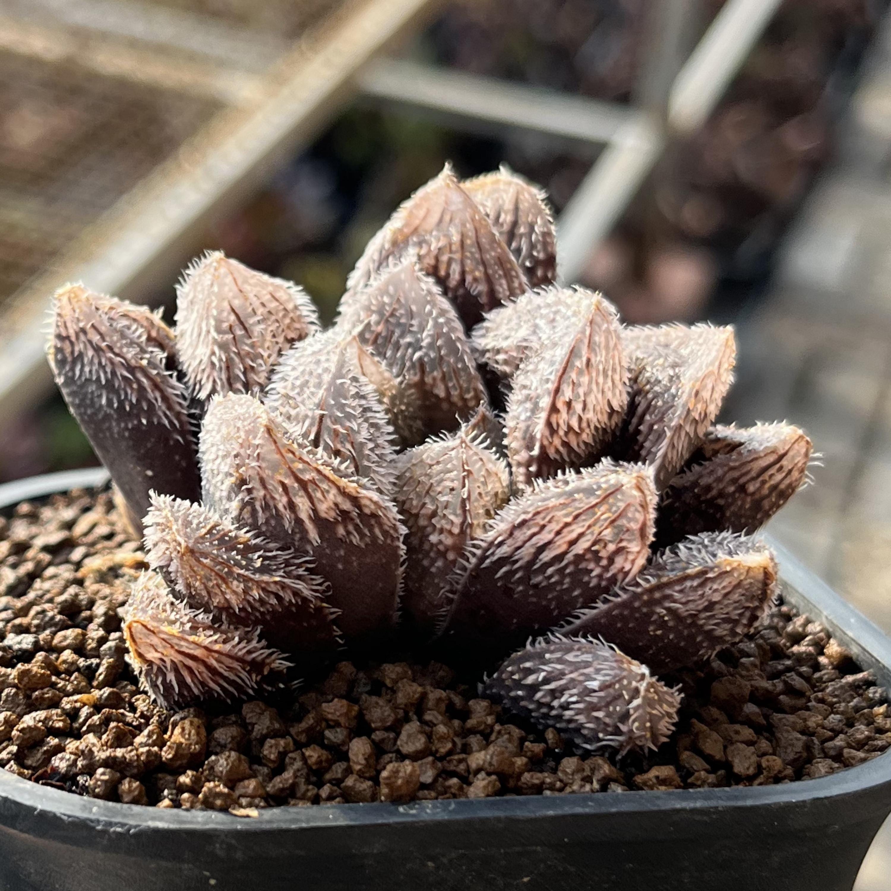 2.3 インチ ハオルチア クーペリ 変種タランチュラ、珍しい多肉植物