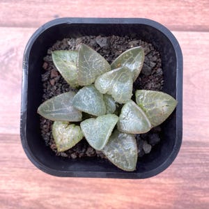 2.5&quot; Haworthia Bayeri var. &#39;Tsukikage&#39;, Colorful Live Plant, Rare Succulent