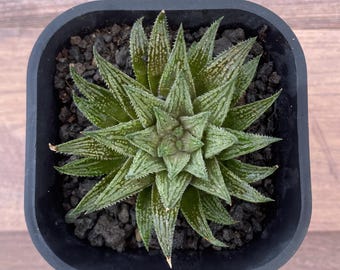 2.5" Haworthia 'Kegazato', Rare Succulent Plants