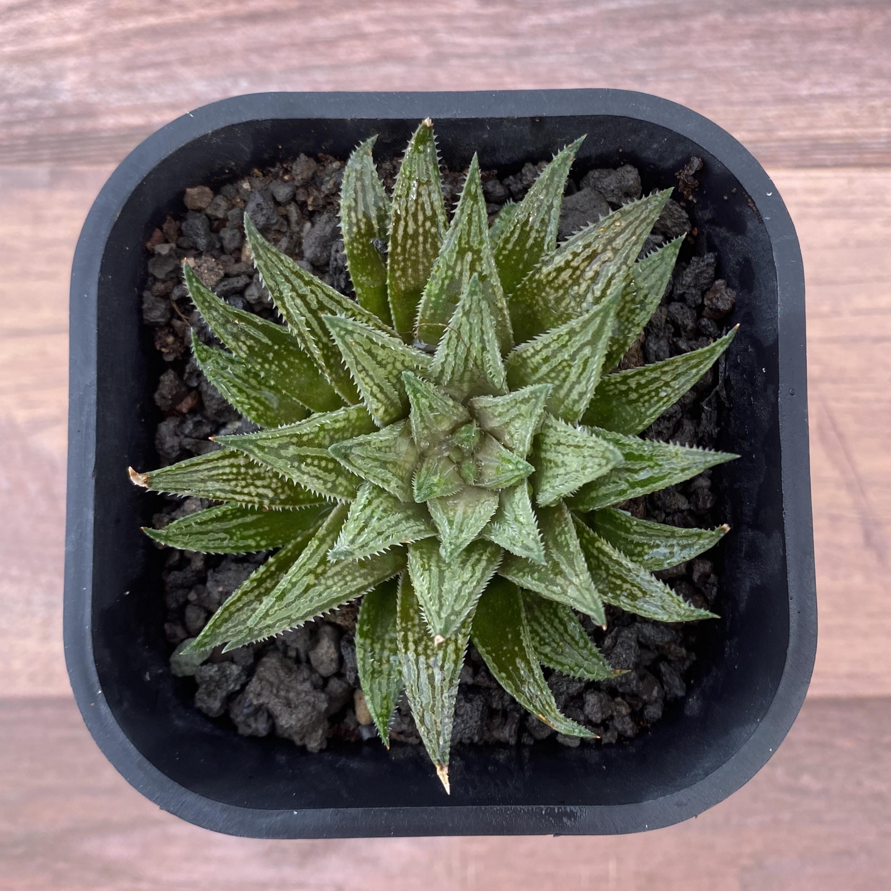 Renny's Etsy - ハオルチア 多肉植物 haworthia Haworthia 日本 0 抜き