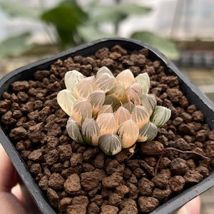 くぅ♡ ハオルチア 朝焼け 大きめ子株 発根活着済み くぅ♡様専用