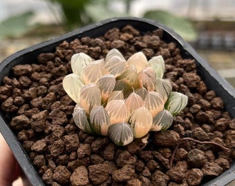 2" Haworthia 'Neon Light' Variegate, Rare Living Succulent