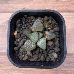 2&quot; Haworthia Emelyae var. &#39;Glass&#39;, Colorful Live Plant, High Quality Succulent, Rare Succulent