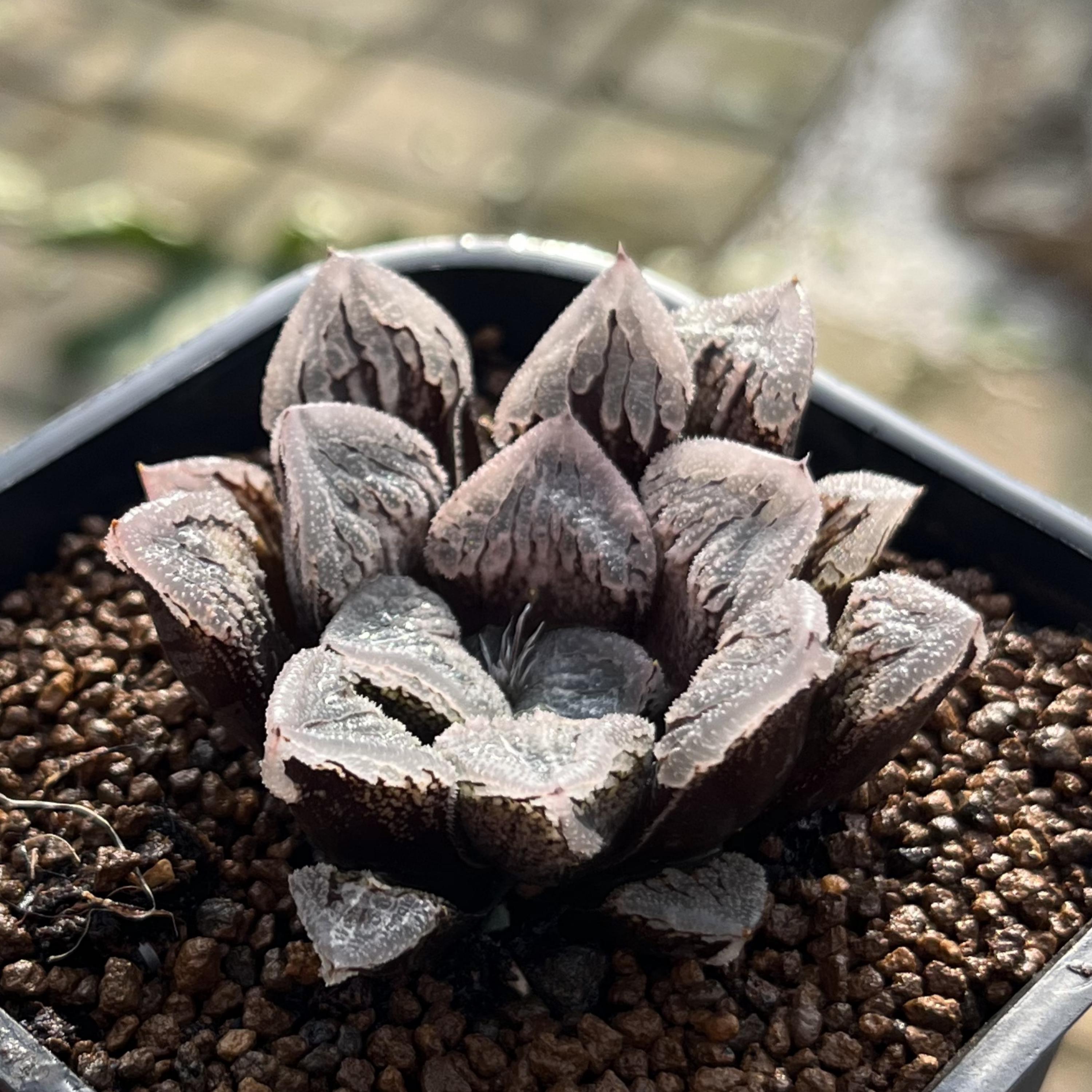 Renny's Etsy - ハオルチア 多肉植物 haworthia Haworthia 日本 0 抜き