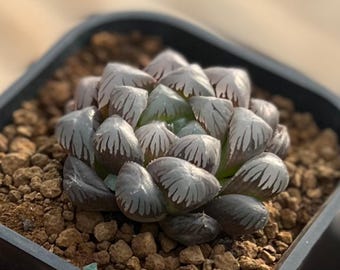 多肉植物ハオルチア クリスタルブルー 透明多肉植物 盆栽 鉢植え 種子