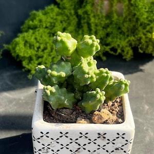 May include: A small, bright green succulent plant with bumpy, segmented stems growing in a square white ceramic pot. The pot features a repeating black geometric pattern on its exterior and contains dark soil with small pebbles on the surface.