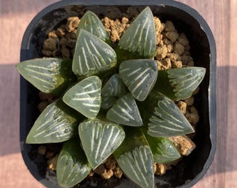 3" Haworthia Mutica 'White Widow', Rare Succulent Plants