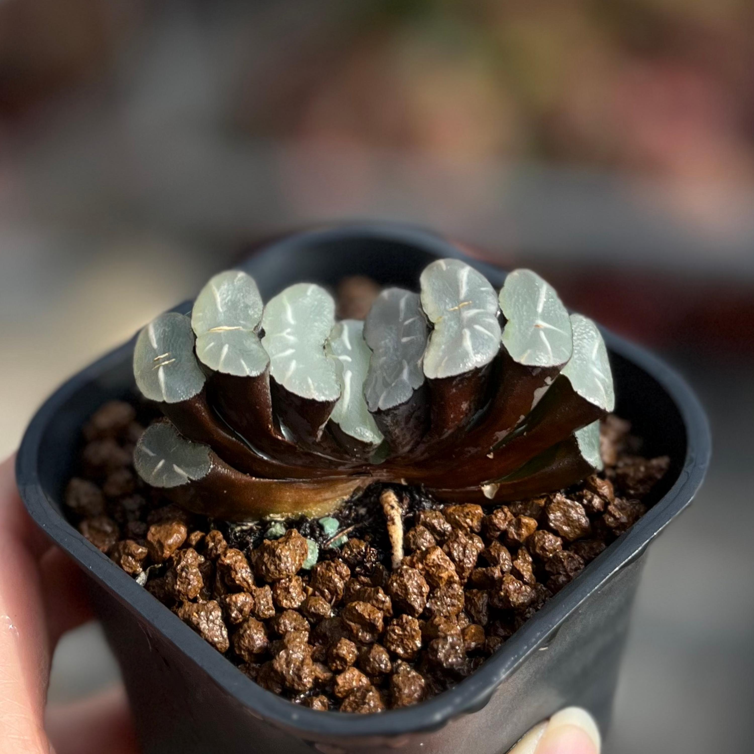 2.5