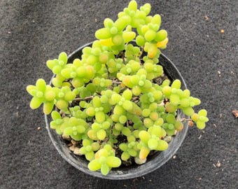 Beautiful Succulent - Drosanthemum sp. 'Tangerine'- 2.5'' Pigmy Ice Plant Ship with Pot, Living Succulent