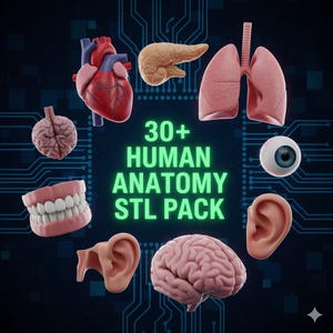 Puede incluir: Una ilustración digital con modelos 3D de órganos humanos como corazón, pulmones, cerebro y ojo. El texto "30+ HUMAN ANATOMY STL PACK" es verde. El fondo es azul oscuro con un patrón de placa de circuito.
