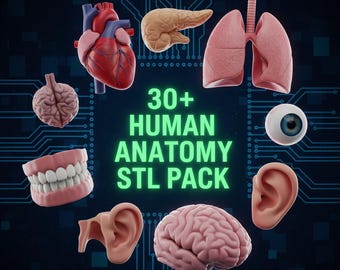 May include: A collection of 3D-rendered human anatomy models, including a heart, lungs, brain, eye, ear, teeth, and pancreas. The text "30+ HUMAN ANATOMY STL PACK" is displayed in green. The background is a dark blue with a circuit board design.