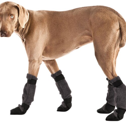 WEIMARANER Winter Dog Coat Winter Coat Winter Clothes Etsy UK