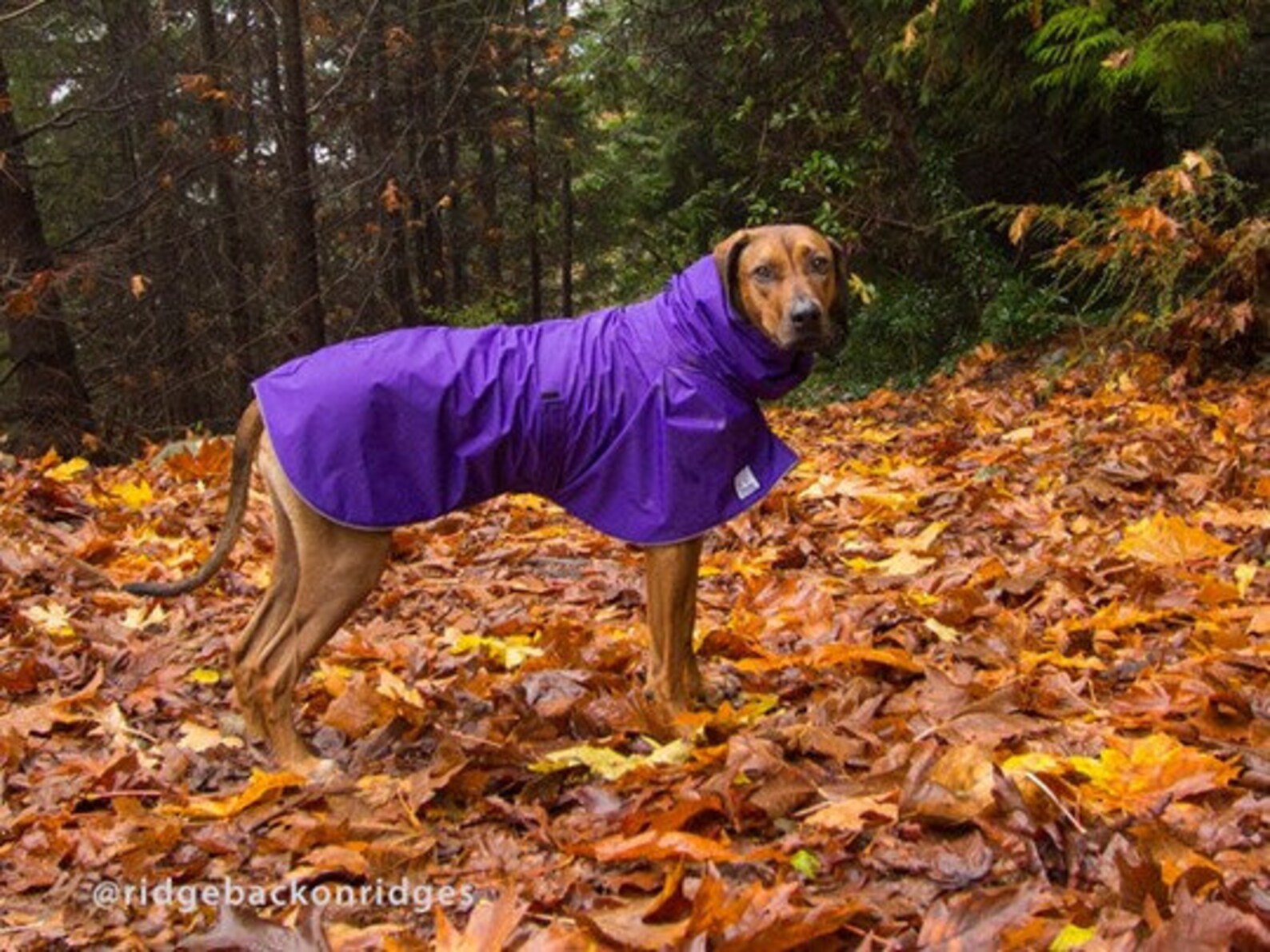 RHODESIAN RIDGEBACK Dog Rain Coat Waterproof Dog Coat Dog Etsy