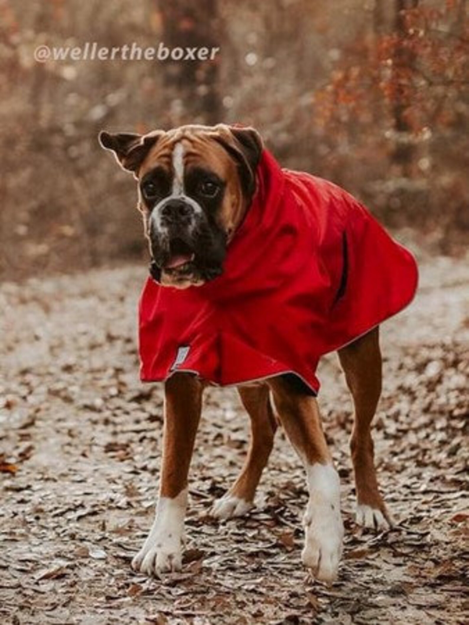 BOXER Dog Rain Coat Dog Raincoat Waterproof Dog Coat Etsy