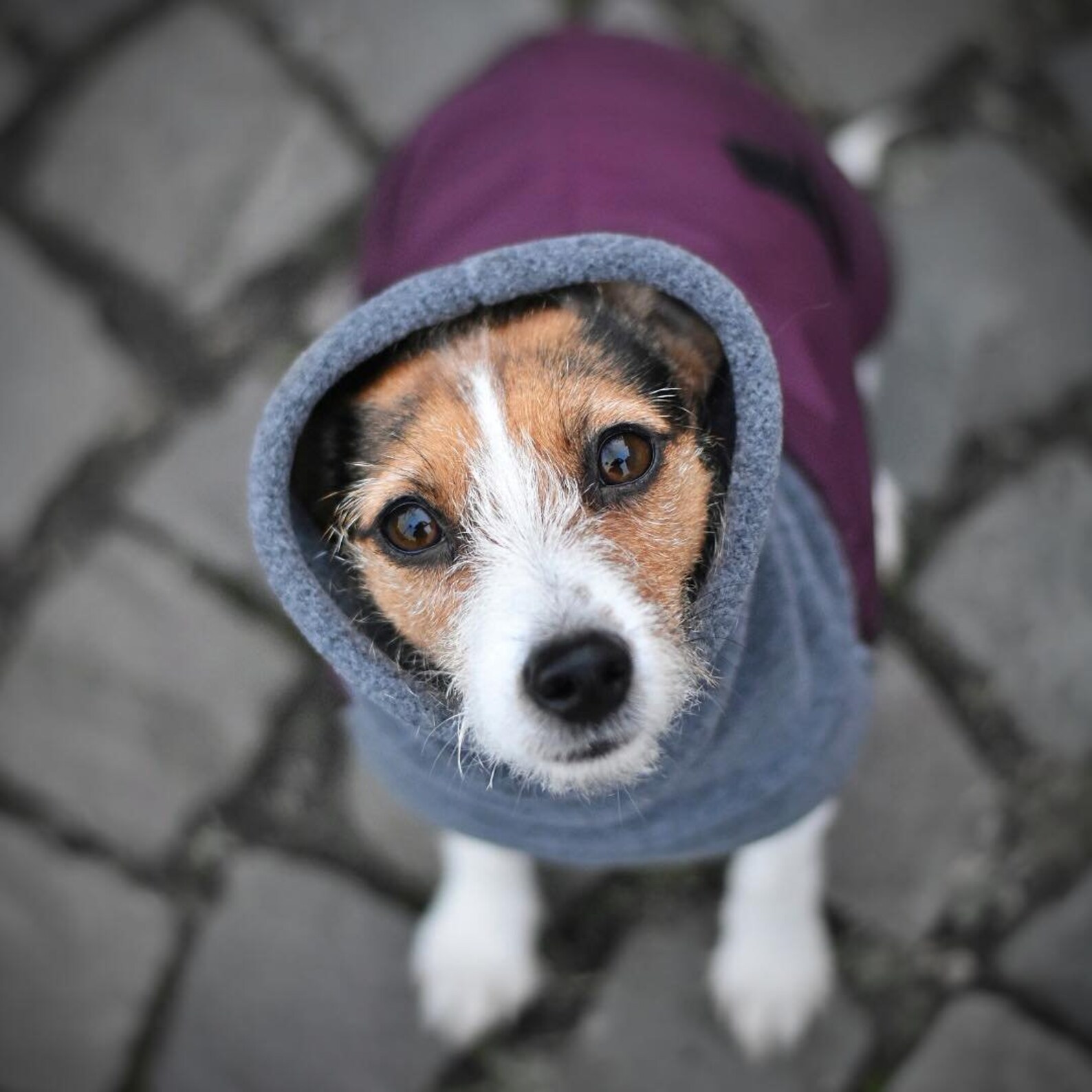 JACK RUSSELL Winter Dog Coat Waterproof Dog Jacket Winter Etsy España