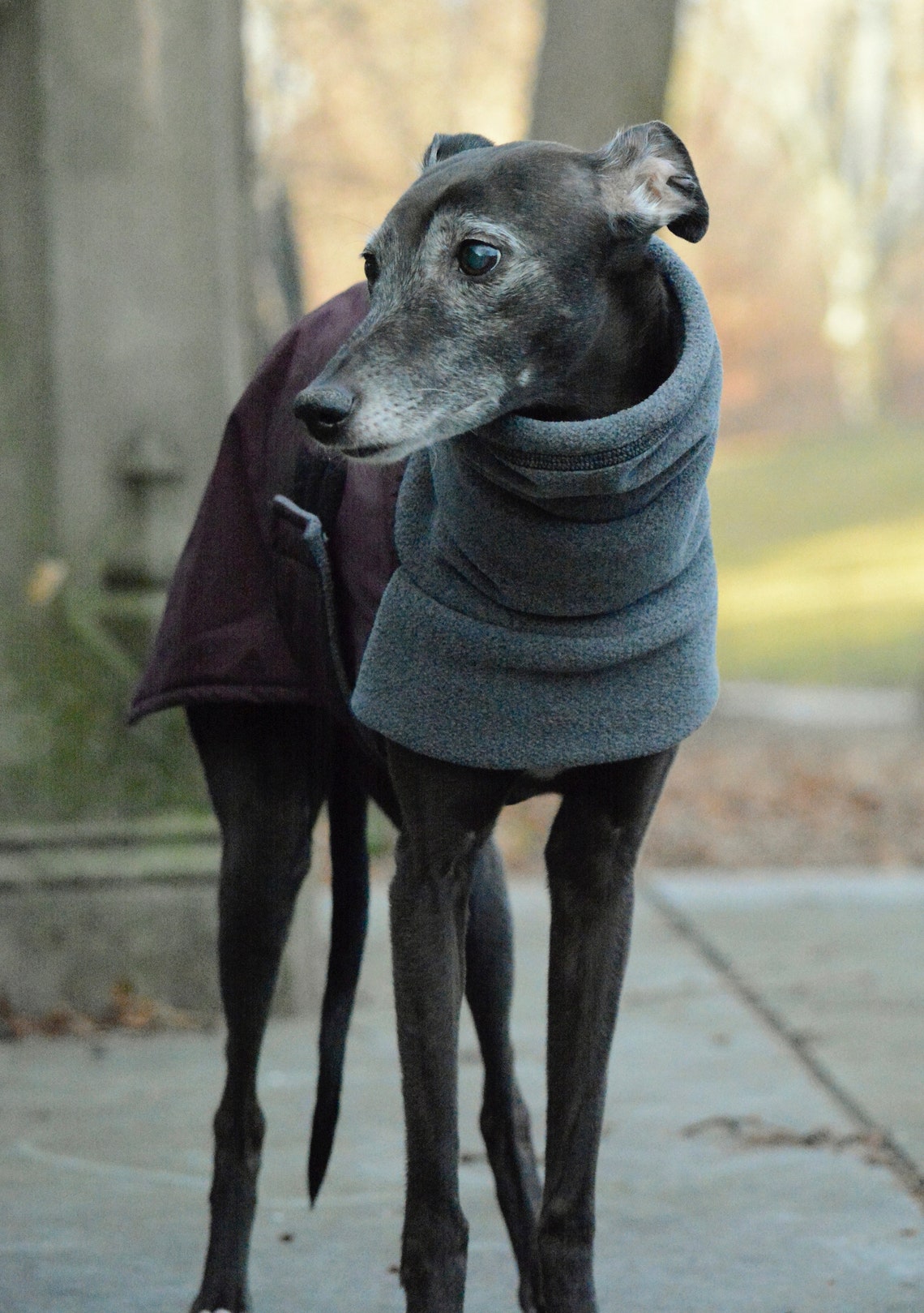 WHIPPET Winter Dog Coat Winter Coat for Dogs Waterproof Etsy