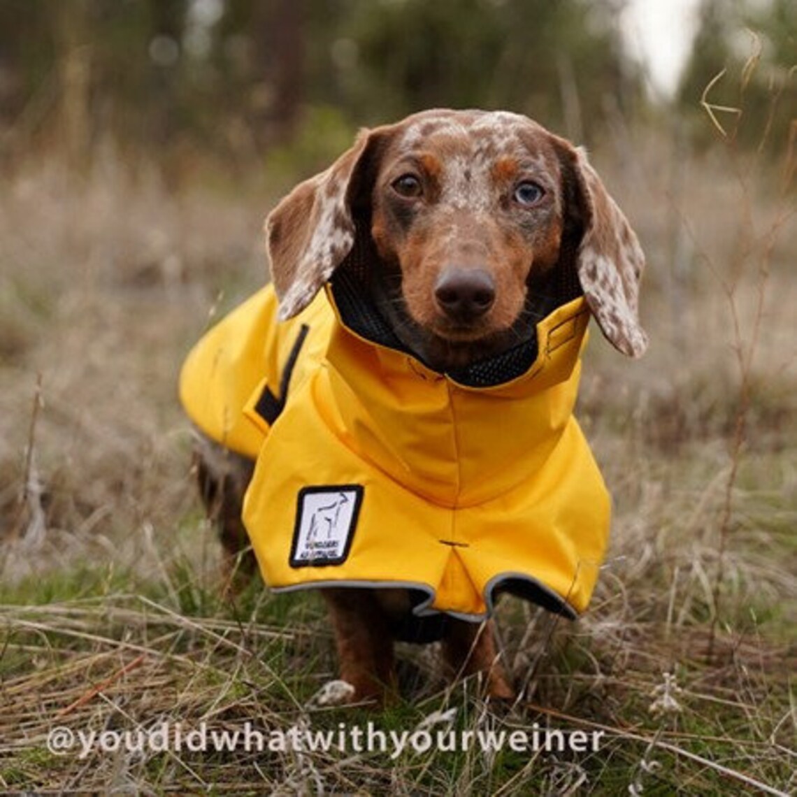 MINIATURE DACHSHUND Dog Rain Coat Raincoat Rain Slicker | Etsy