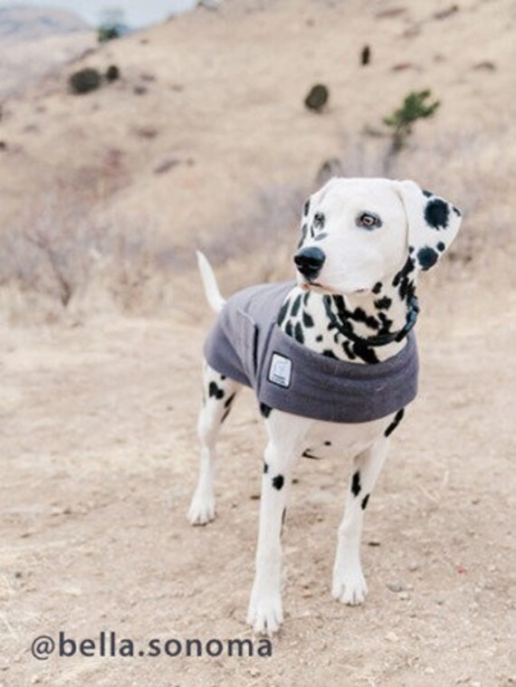 do dalmatians need a coat in winter