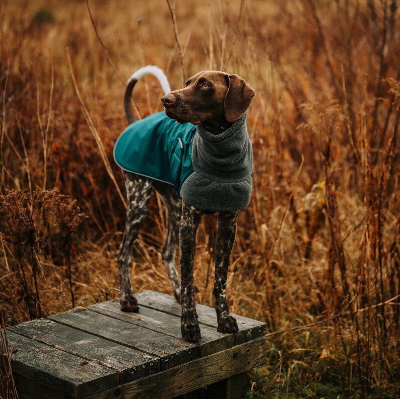 GERMAN SHORTHAIRED POINTER Winter Dog Coat Coat for Dogs Dog Etsy