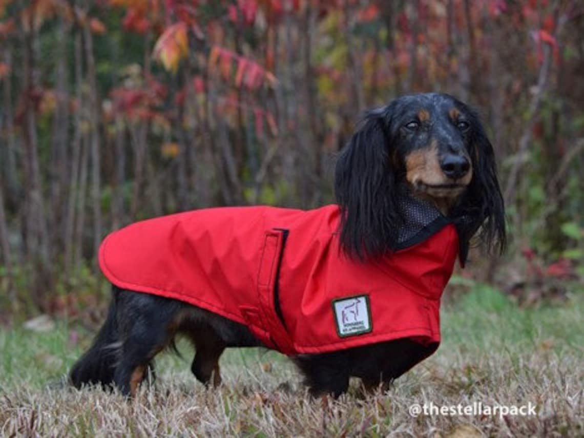 DACHSHUND Dog Rain Coat Raincoat Dog Coat Rain Slicker - Etsy Canada
