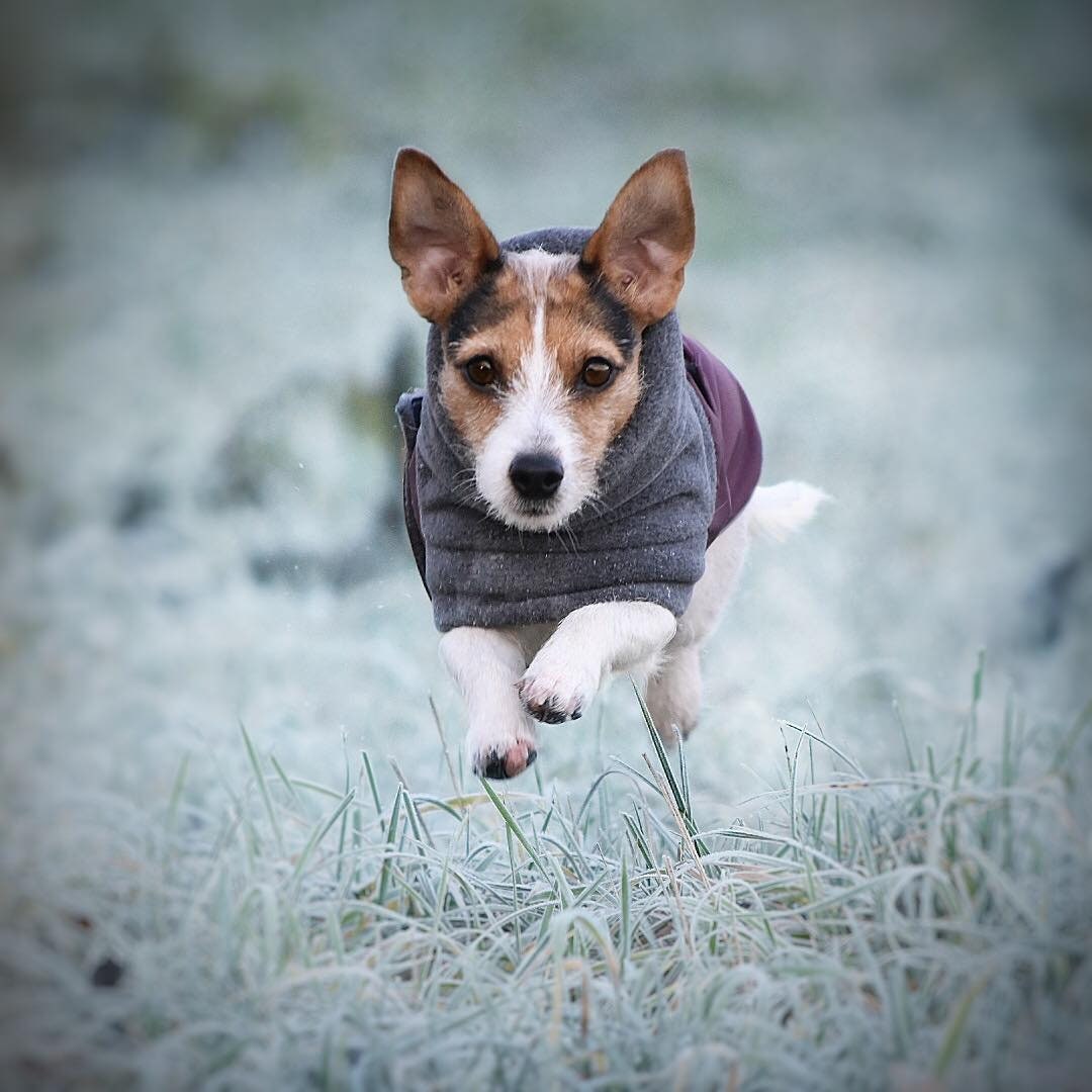 JACK RUSSELL Winter Dog Coat Waterproof Dog Jacket Winter Etsy España