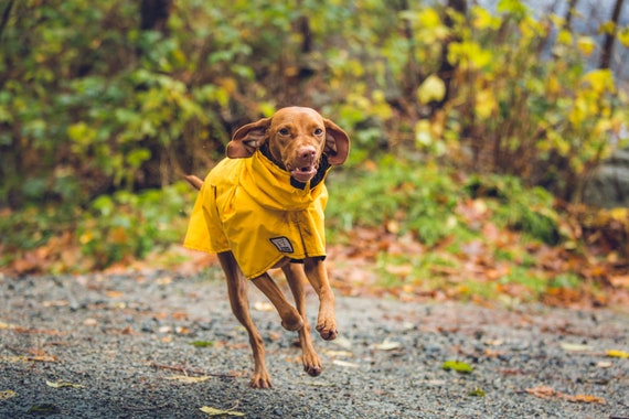 vizsla raincoat