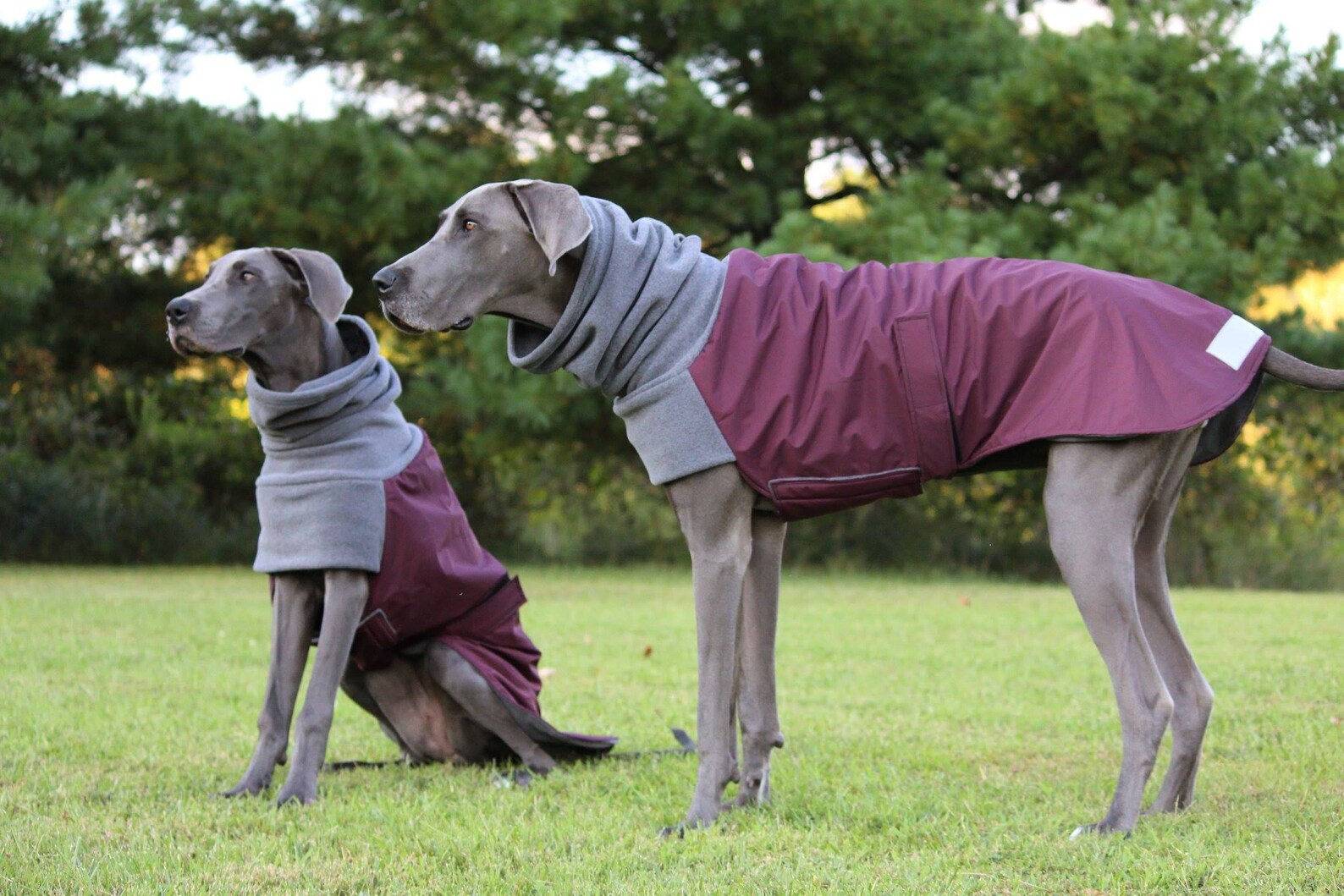 WEIMARANER Winter Dog Coat Winter Coat Winter Clothes Etsy UK