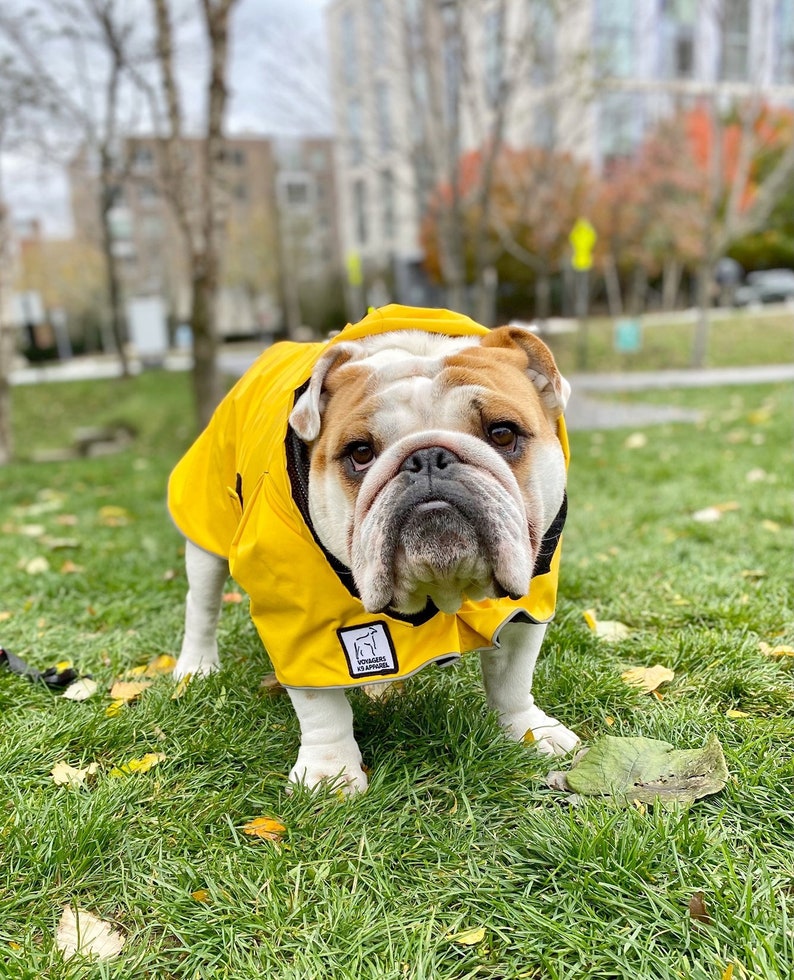 ENGLISH BULLDOG Warm Climate Combo Dog Raincoat Dog Sweater Etsy