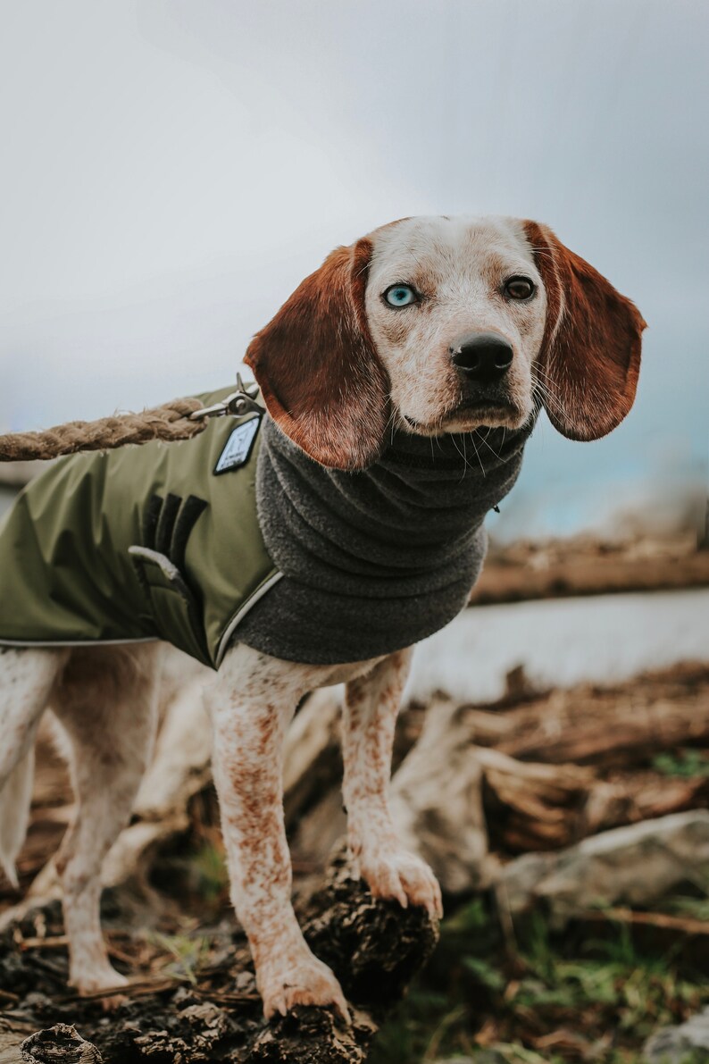 BEAGLE Winter Dog Coat Winter Coat Winter Jacket Waterproof Etsy