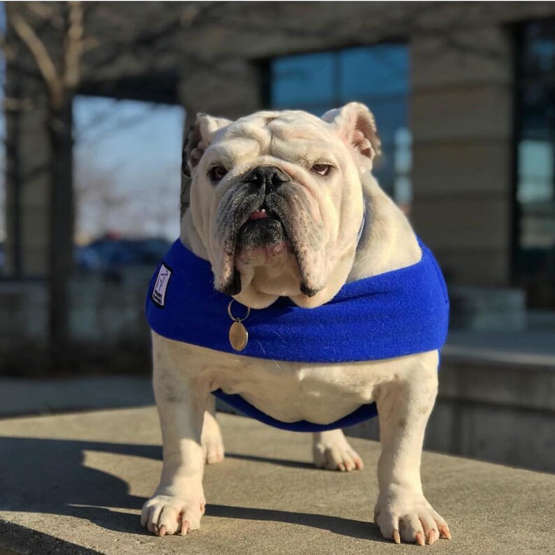 ENGLISH BULLDOG Warm Climate Combo Dog Raincoat Dog Sweater Etsy