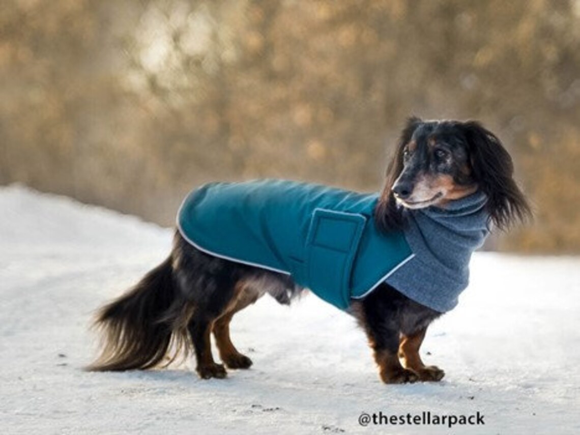 MINIATURE DACHSHUND Winter Coat Waterproof Dog Coat Dog Etsy