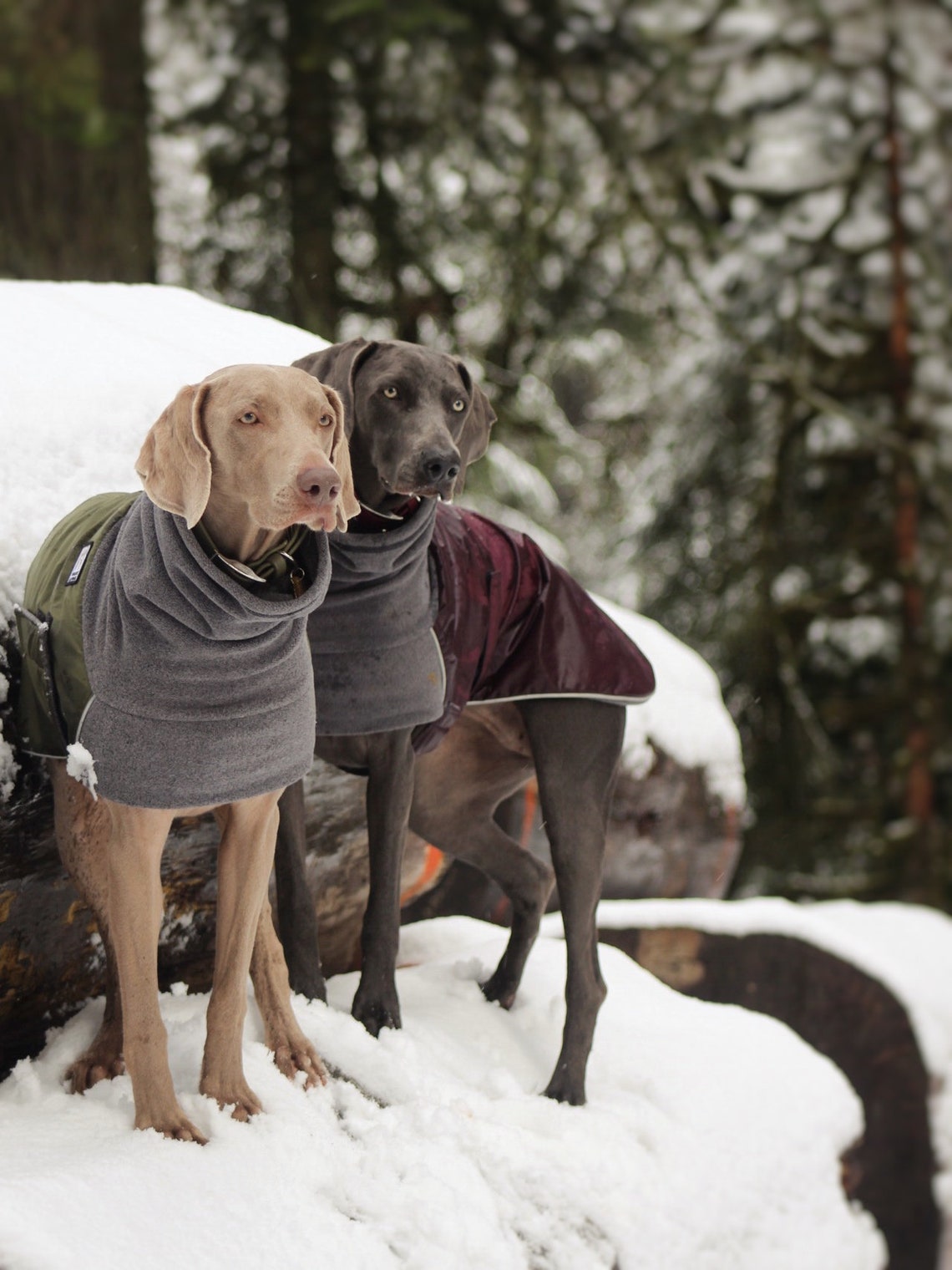 WEIMARANER Winter Dog Coat Winter Coat Winter Clothes Etsy UK