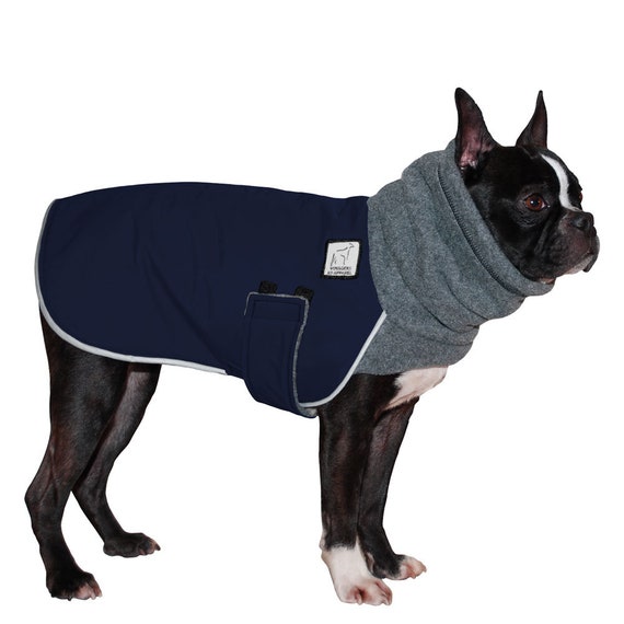 boston terrier