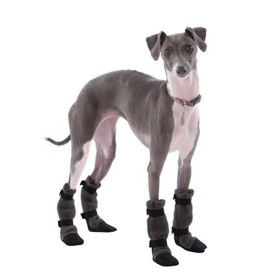 italian greyhound breed