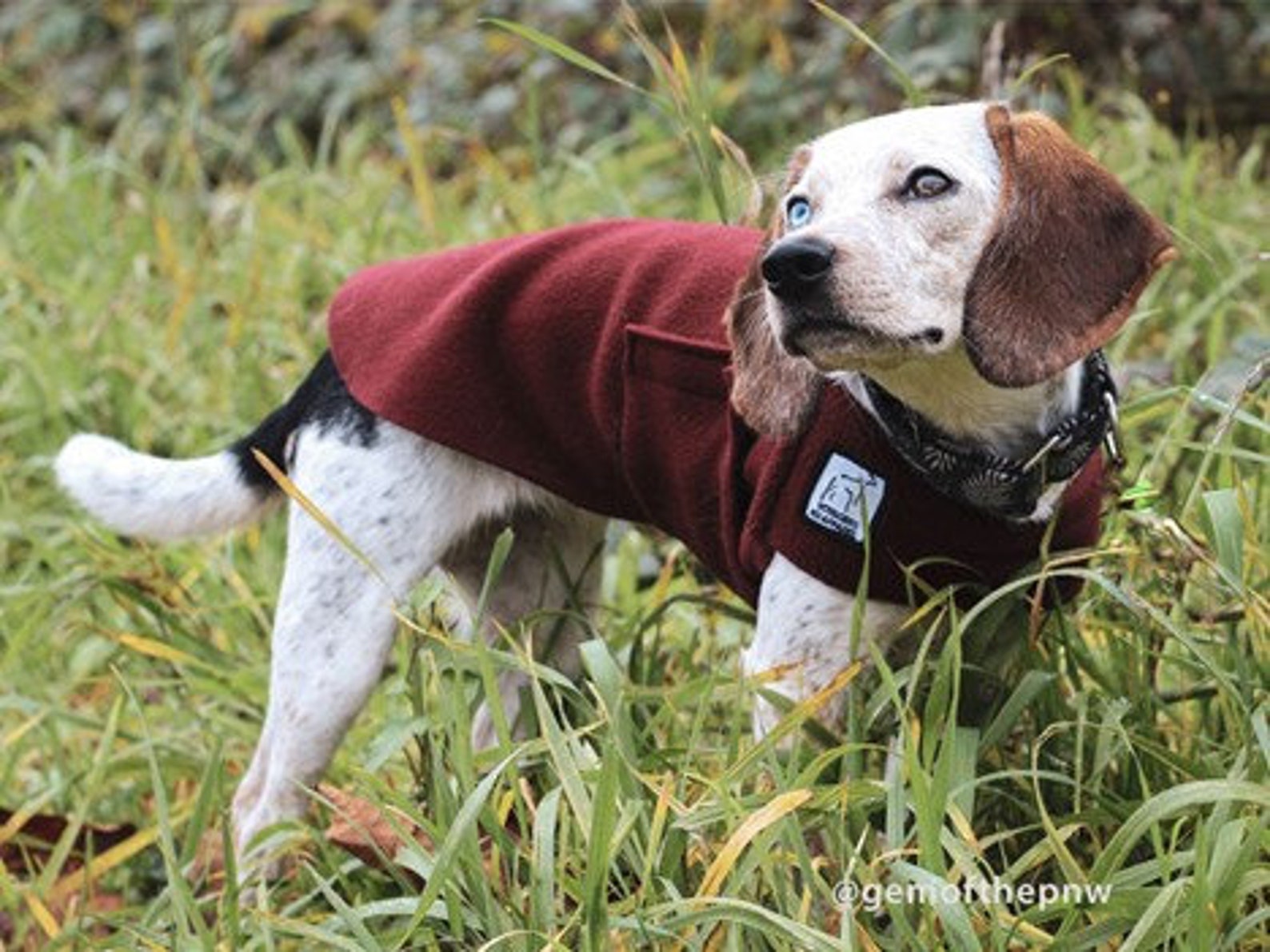 BEAGLE Tummy Warmer Fleece Dog Sweater Fleece Dog Jacket Etsy