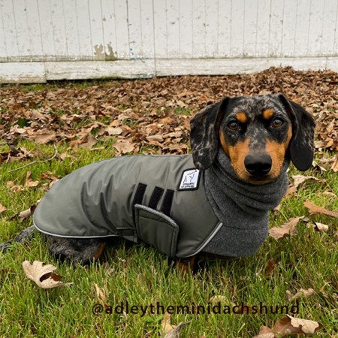 MINIATURE DACHSHUND Winter Coat Waterproof Dog Coat Dog Etsy